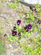 Viola cornuta  Famös  (sammetsvioletta blommor)