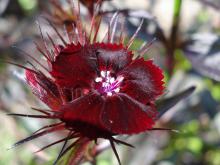 Dianthus barbatus sooty (Borstnejlika)
