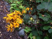 Ligularia Britt-Mari Crawfors är vacker på hösten