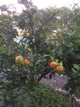 6 oktober Det lilla apelsinträdet bär också frukt