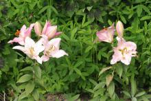 Lilium sp. Det finns ett stort antal mycket vackra liljor