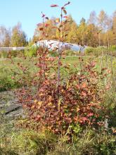 Saskatoonbusken är inte lika vacker som aronia på hösten