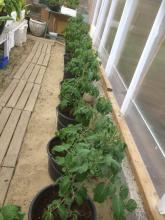 1 juni 2017 Tomatplantorna har omplanterats: sorter Alicante och Moneymaker
