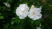 Rosa rugosa, Blanc Double de Coubert   (Vit buskros)